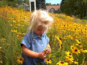 Photo of 3 year old Sylvie in prairie garden looking at black-eyed susan